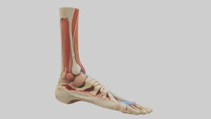 3D model Human Achilles Tendon Model VR / AR / low-poly