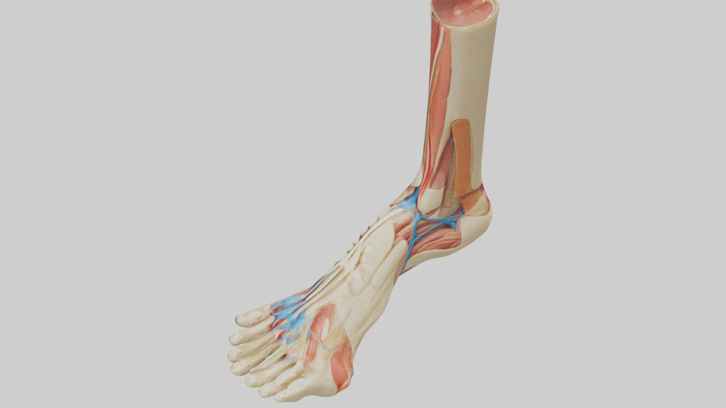 3D model Human Achilles Tendon Model VR / AR / low-poly