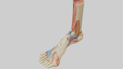 3D model Human Achilles Tendon Model VR / AR / low-poly