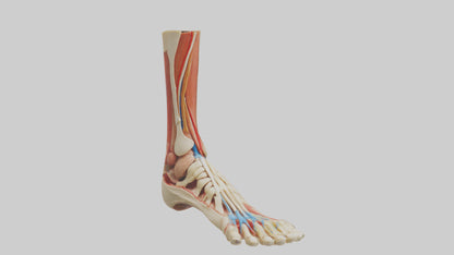 3D model Human Achilles Tendon Model VR / AR / low-poly