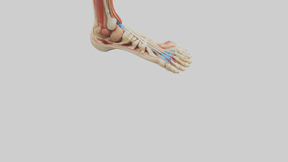 3D model Human Achilles Tendon Model VR / AR / low-poly
