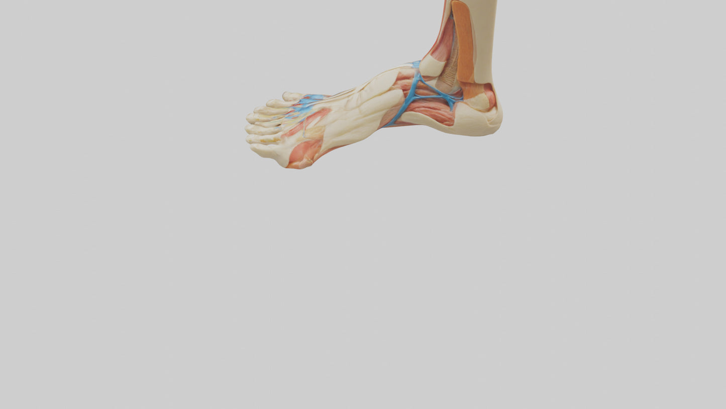 3D model Human Achilles Tendon Model VR / AR / low-poly