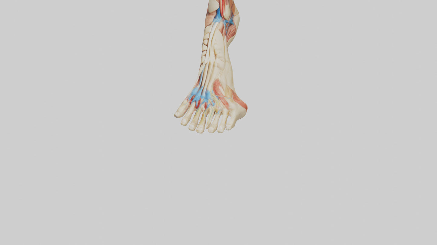3D model Human Achilles Tendon Model VR / AR / low-poly