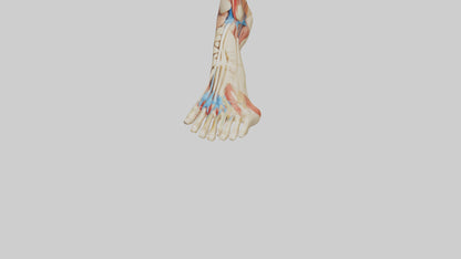3D model Human Achilles Tendon Model VR / AR / low-poly