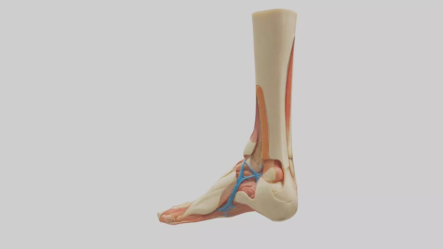 3D model Human Achilles Tendon Model VR / AR / low-poly