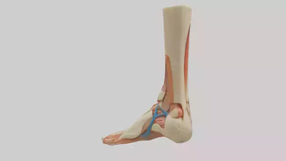 3D model Human Achilles Tendon Model VR / AR / low-poly
