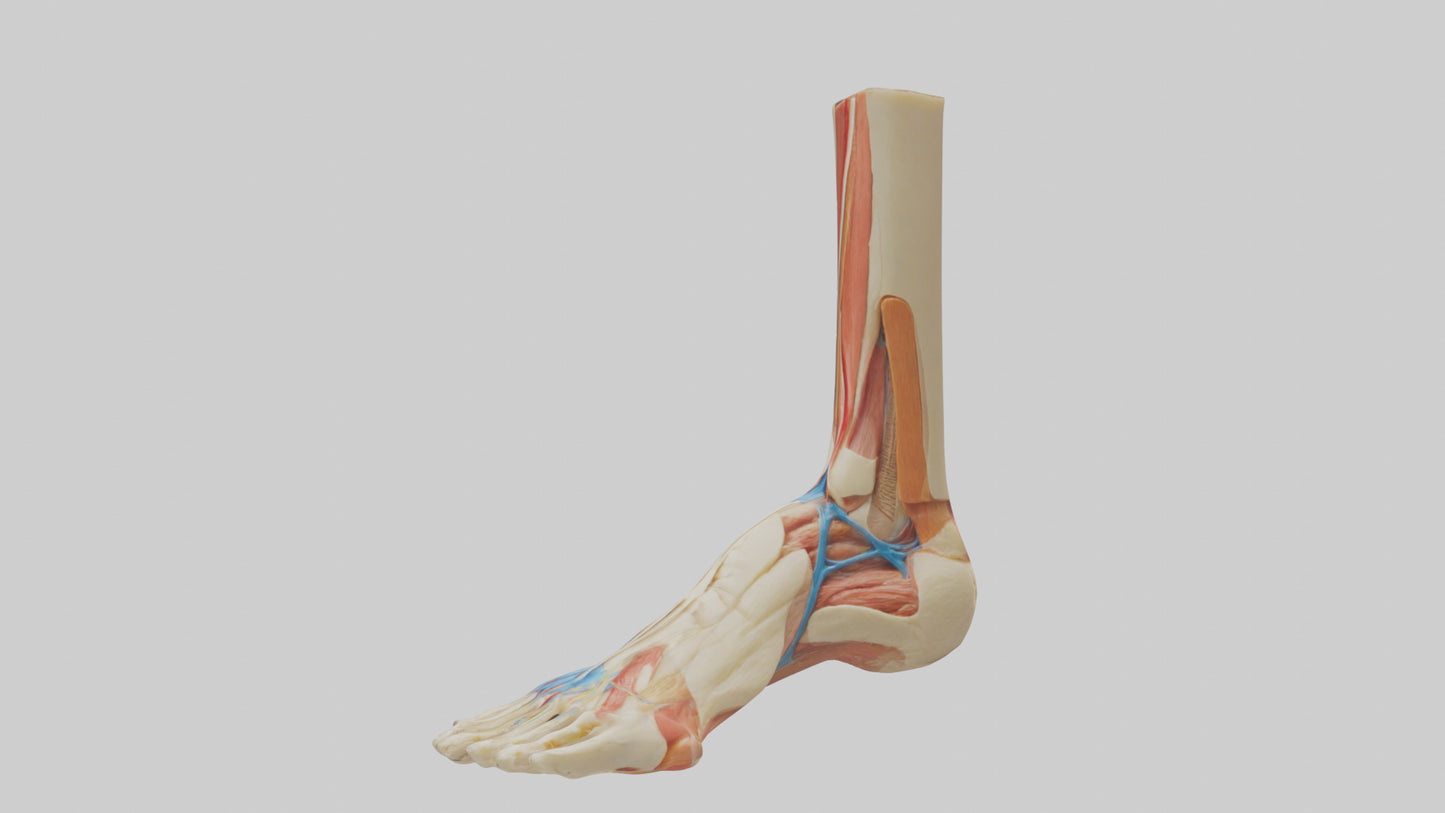 3D model Human Achilles Tendon Model VR / AR / low-poly