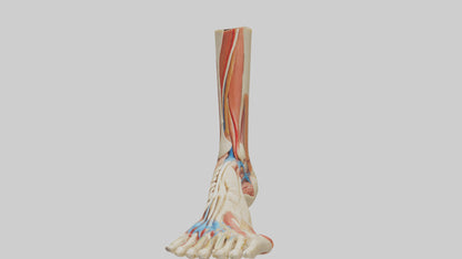 3D model Human Achilles Tendon Model VR / AR / low-poly