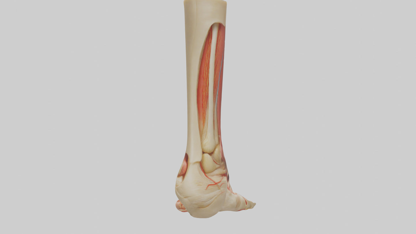 3D model Human Achilles Tendon Model VR / AR / low-poly
