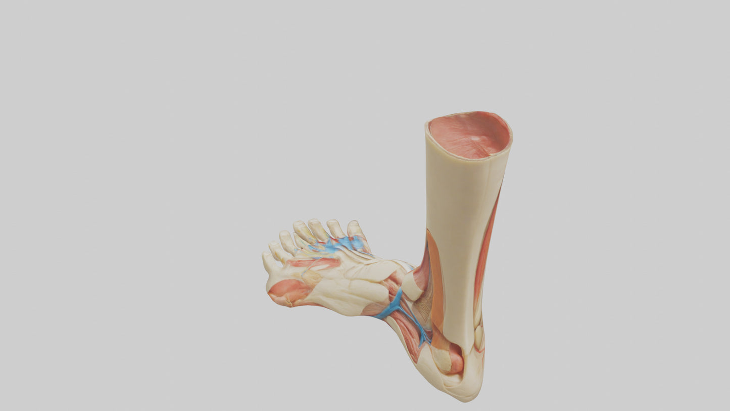 3D model Human Achilles Tendon Model VR / AR / low-poly