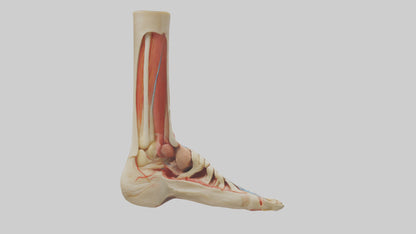 3D model Human Achilles Tendon Model VR / AR / low-poly