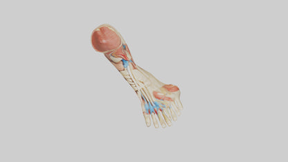 3D model Human Achilles Tendon Model VR / AR / low-poly