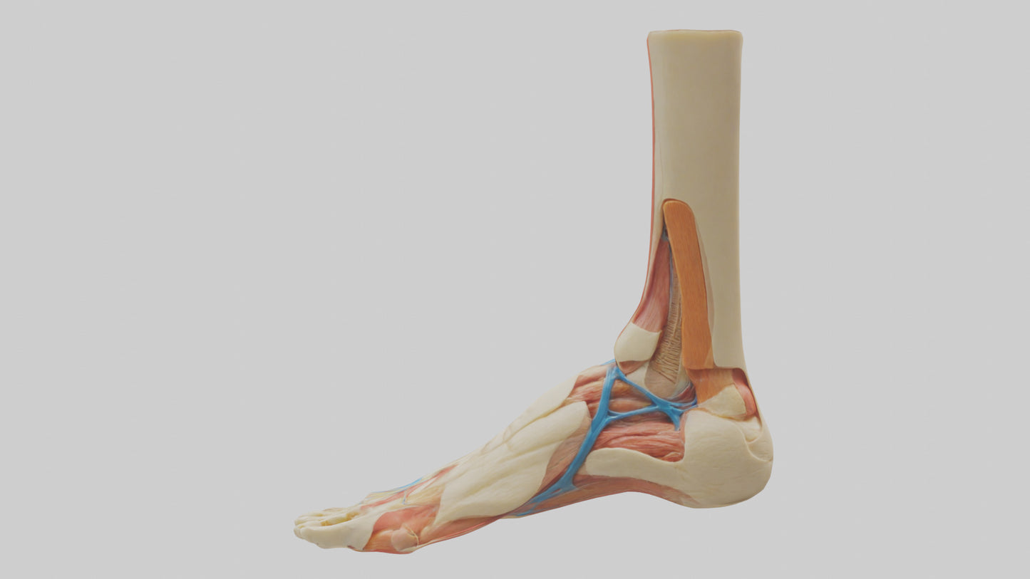 3D model Human Achilles Tendon Model VR / AR / low-poly
