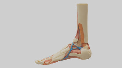 3D model Human Achilles Tendon Model VR / AR / low-poly