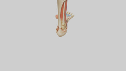 3D model Human Achilles Tendon Model VR / AR / low-poly