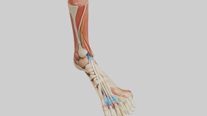 3D model Human Achilles Tendon Model VR / AR / low-poly