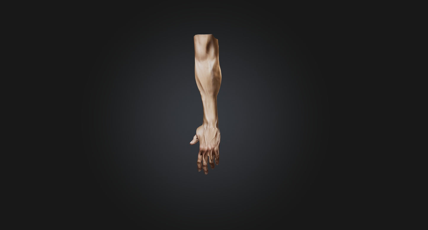 3D model human arm  VR / AR / low-poly