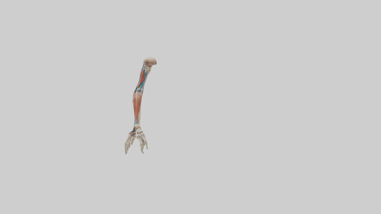 Human Arm Anatomy Model VR / AR / low-poly