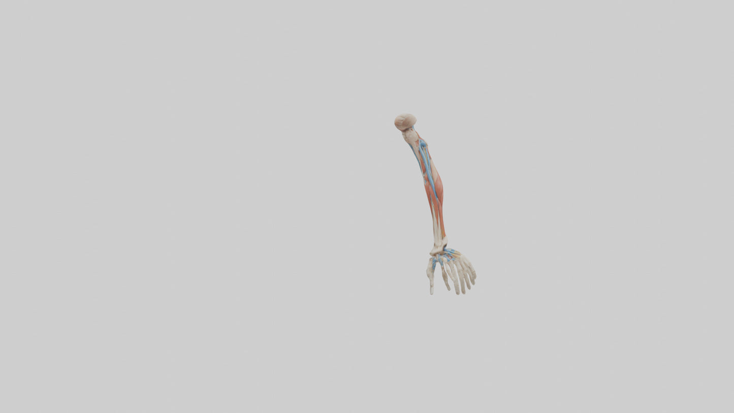 Human Arm Anatomy Model VR / AR / low-poly