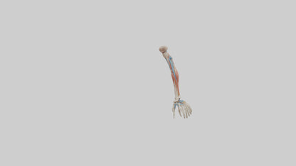 Human Arm Anatomy Model VR / AR / low-poly