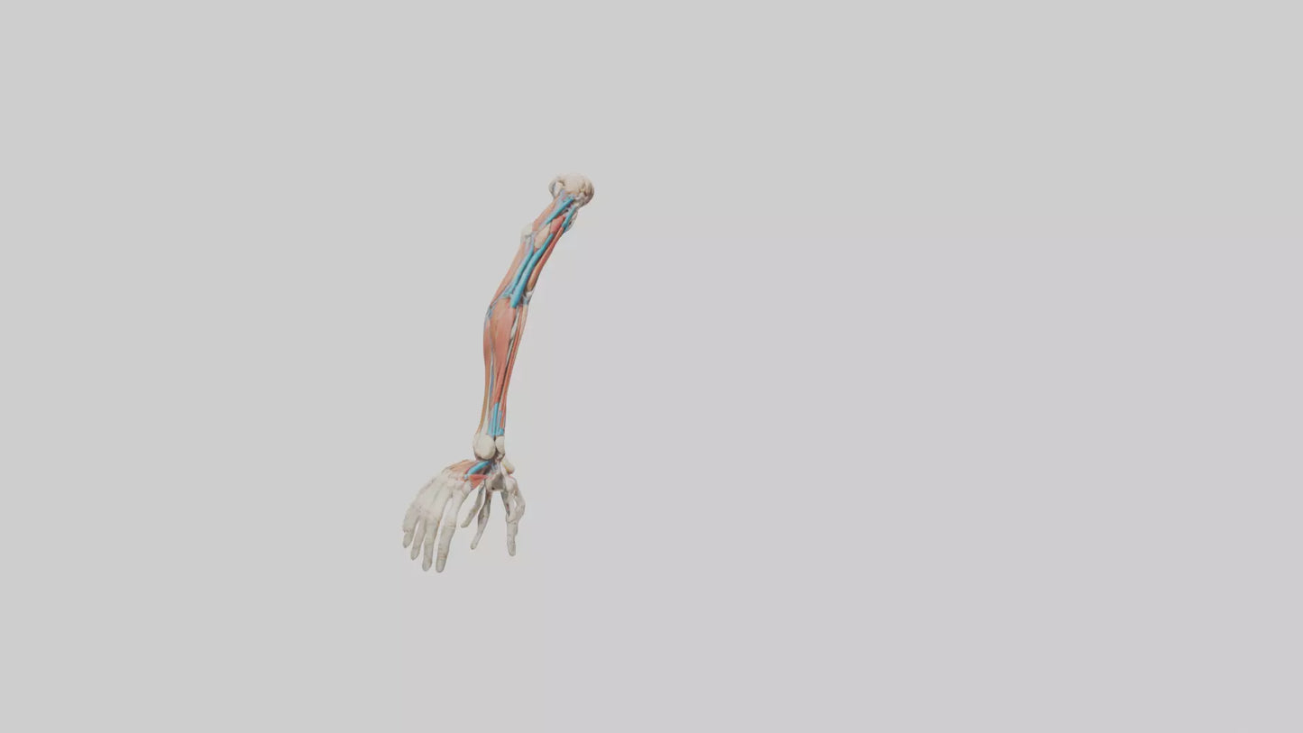 Human Arm Anatomy Model VR / AR / low-poly