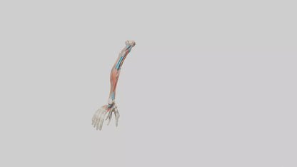 Human Arm Anatomy Model VR / AR / low-poly