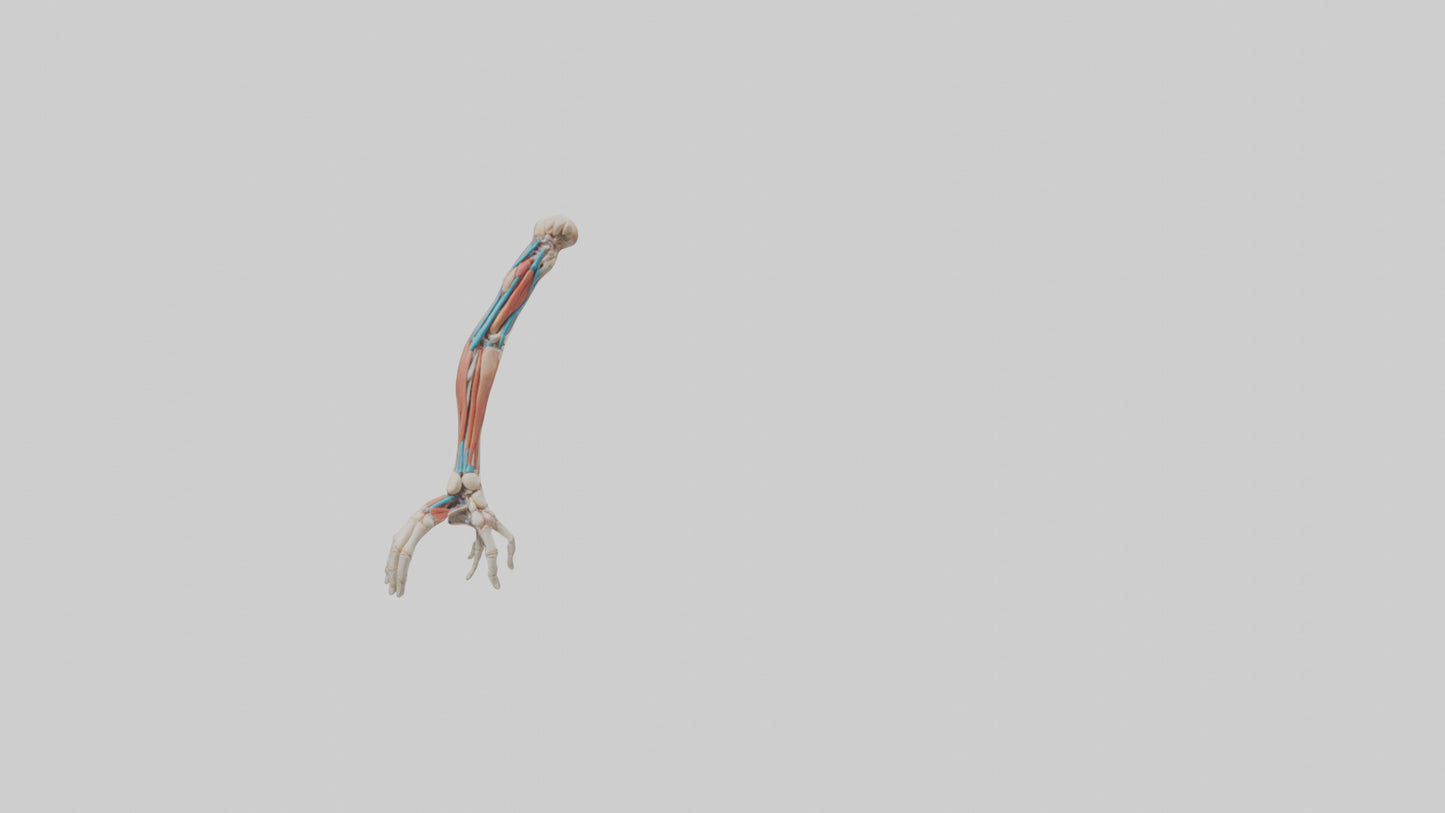 Human Arm Anatomy Model VR / AR / low-poly