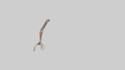 Human Arm Anatomy Model VR / AR / low-poly