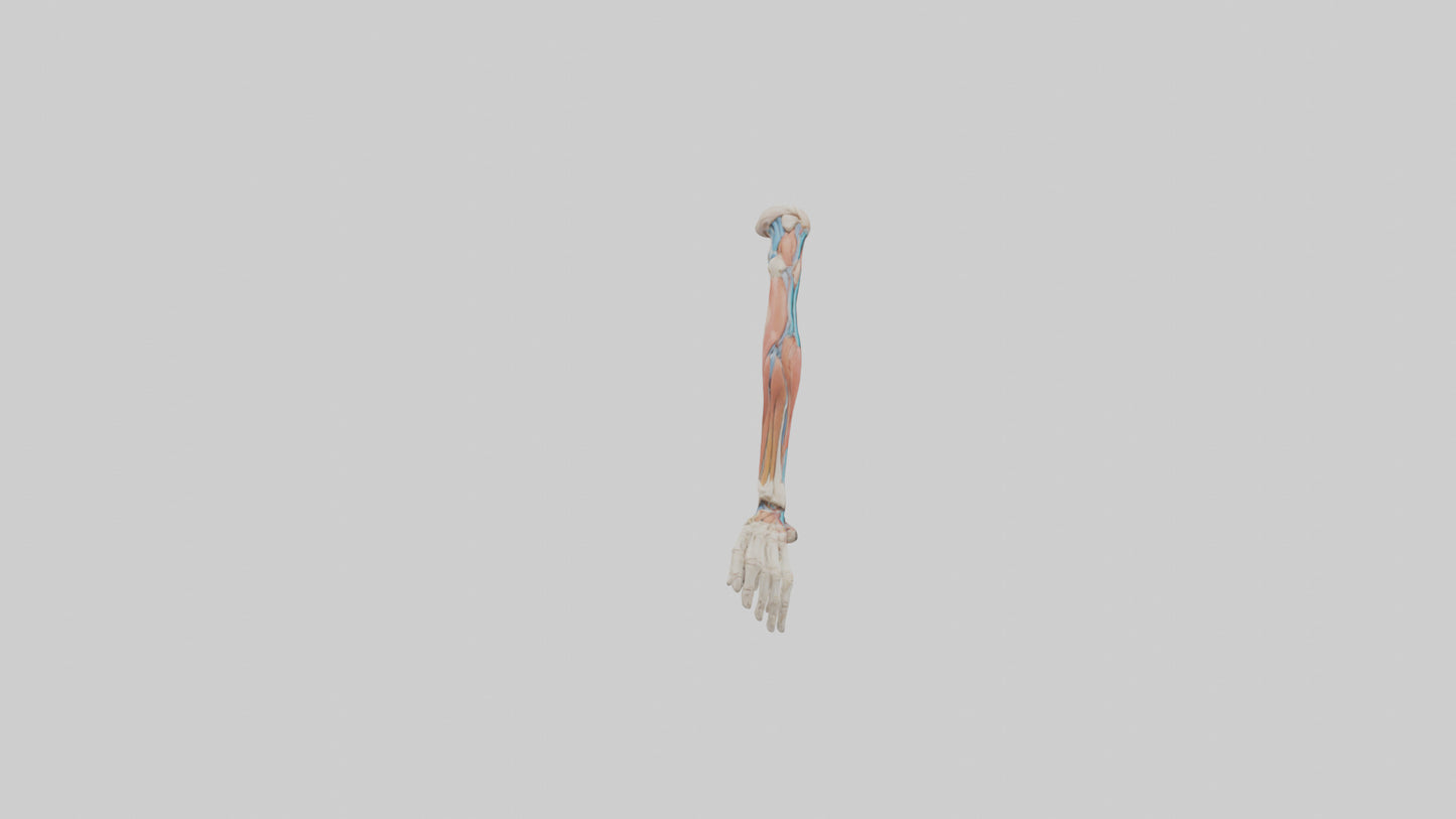 Human Arm Anatomy Model VR / AR / low-poly