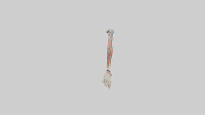 Human Arm Anatomy Model VR / AR / low-poly