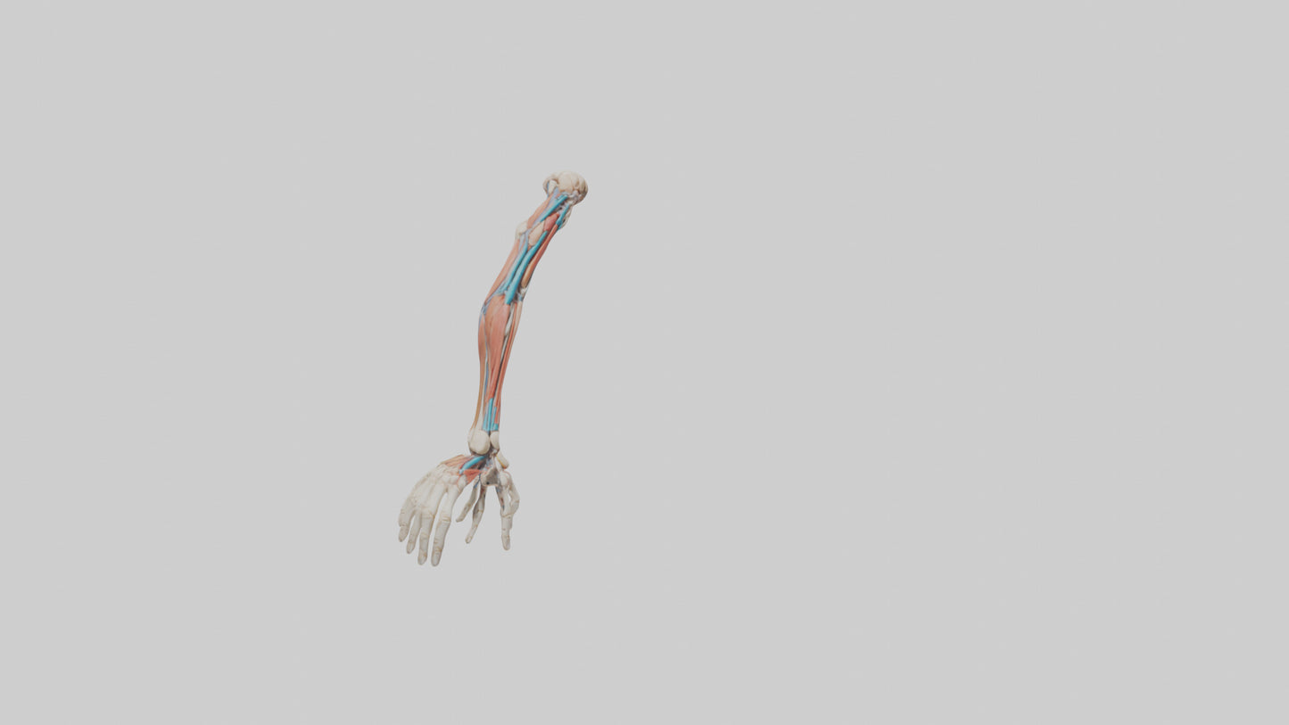 Human Arm Anatomy Model VR / AR / low-poly
