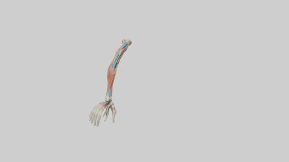 Human Arm Anatomy Model VR / AR / low-poly