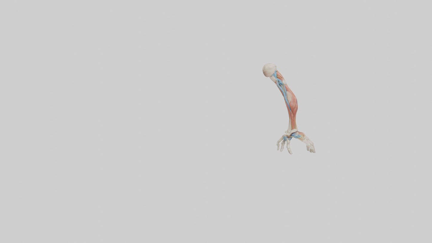 Human Arm Anatomy Model VR / AR / low-poly