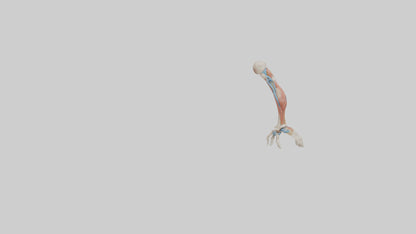 Human Arm Anatomy Model VR / AR / low-poly
