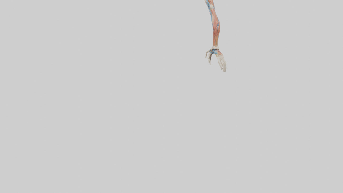 Human Arm Anatomy Model VR / AR / low-poly