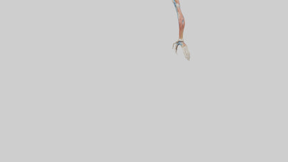 Human Arm Anatomy Model VR / AR / low-poly