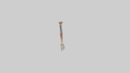 Human Arm Anatomy Model VR / AR / low-poly