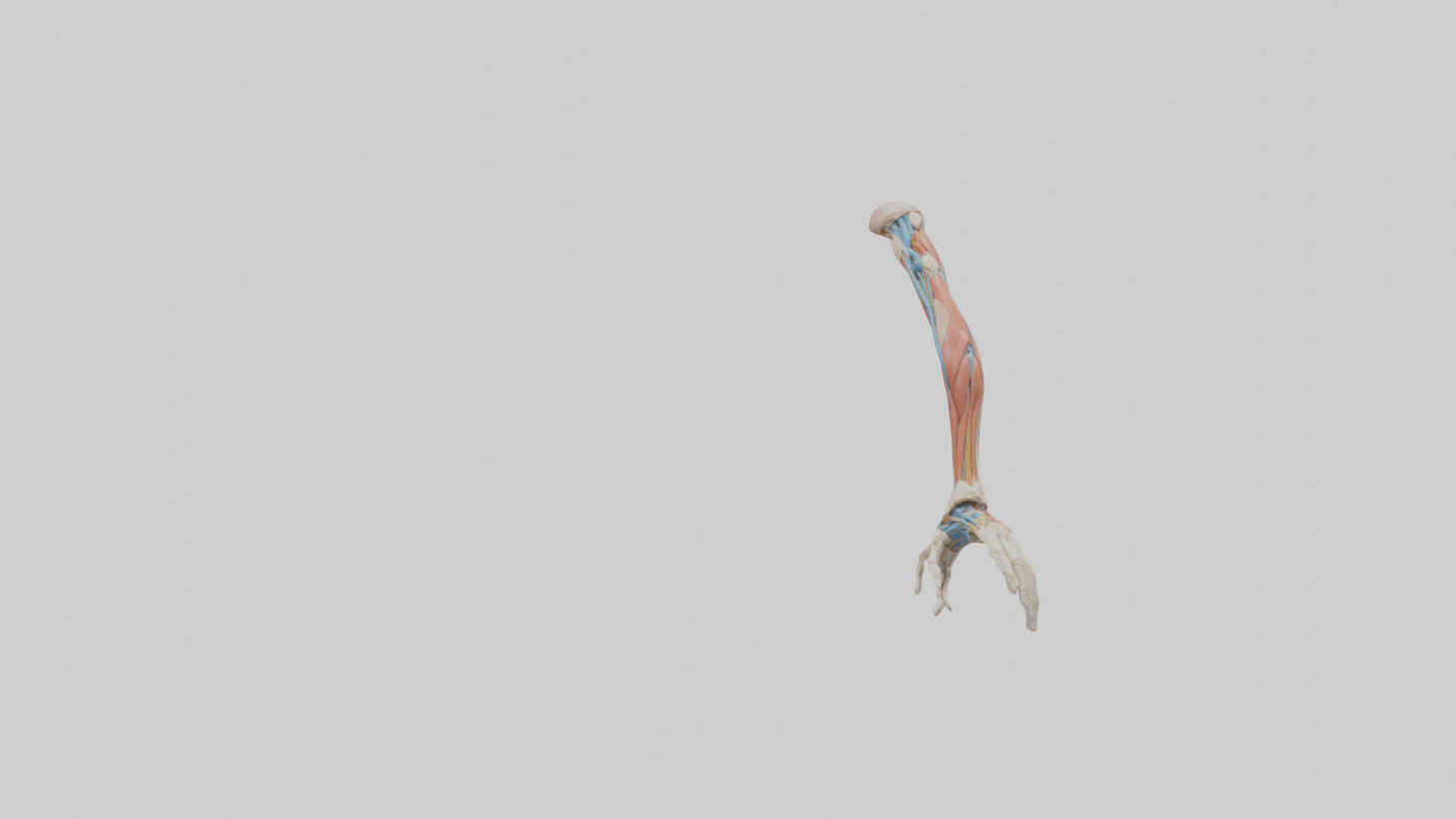 Human Arm Anatomy Model VR / AR / low-poly