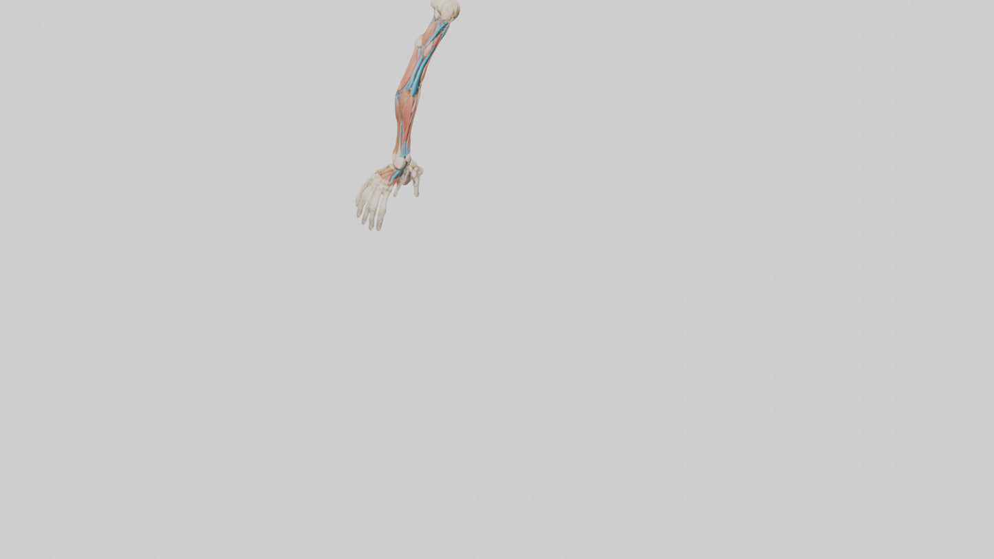 Human Arm Anatomy Model VR / AR / low-poly