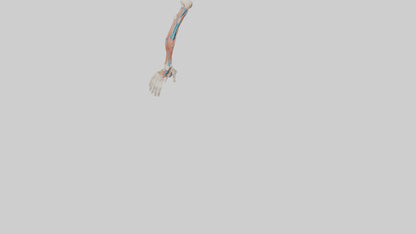 Human Arm Anatomy Model VR / AR / low-poly