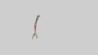 Human Arm Anatomy Model VR / AR / low-poly