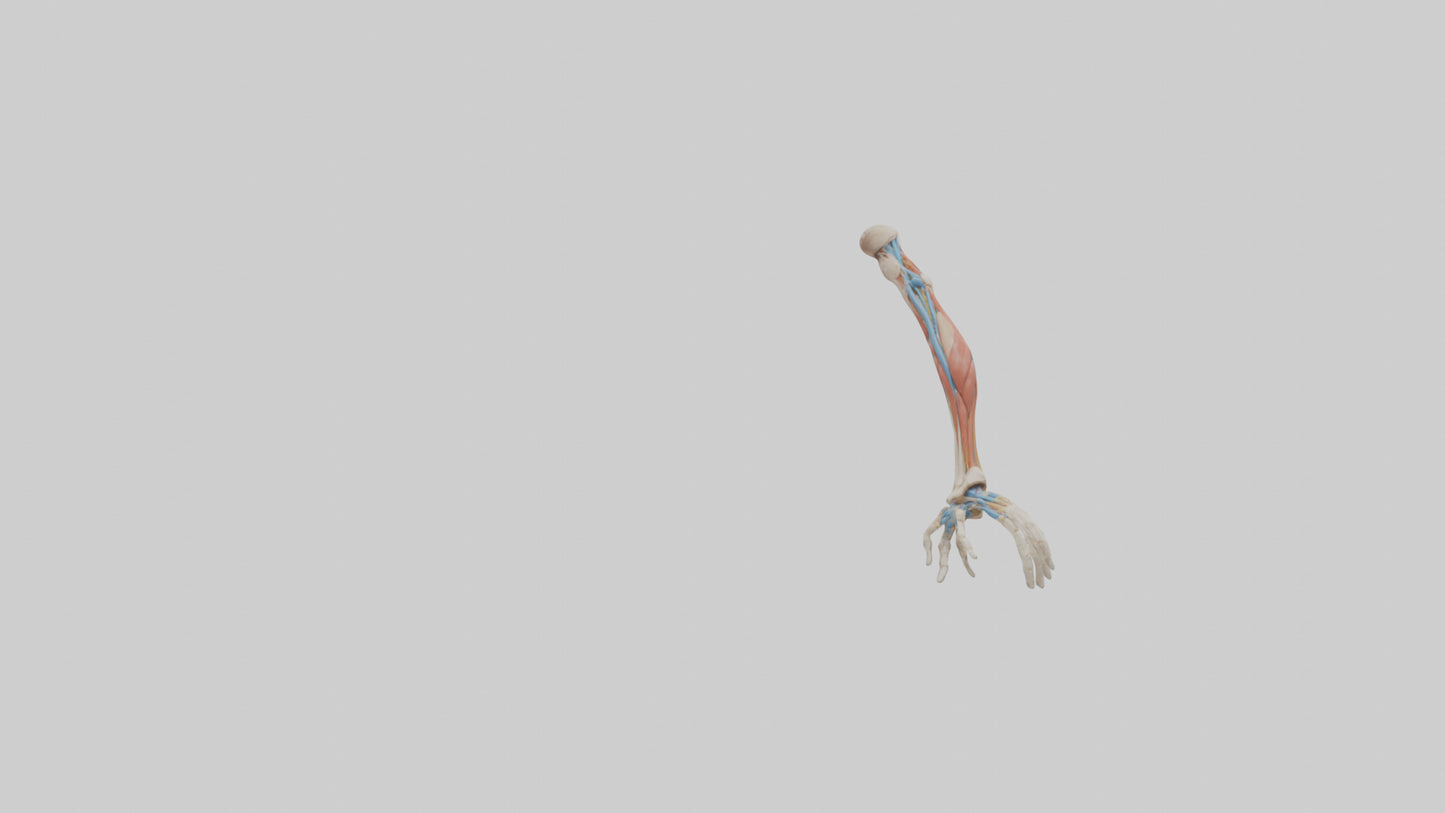 Human Arm Anatomy Model VR / AR / low-poly