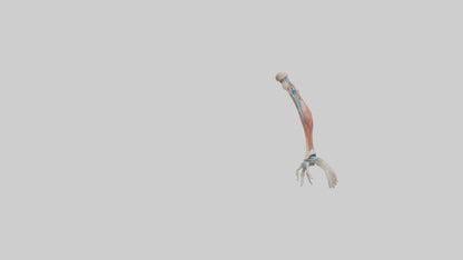 Human Arm Anatomy Model VR / AR / low-poly