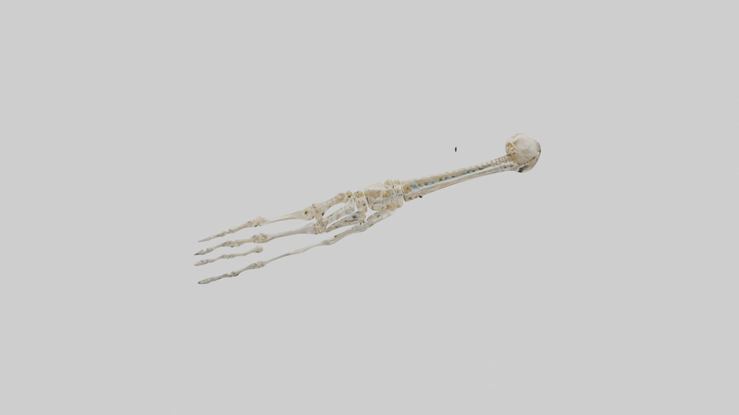Human Arm Skeleton model VR / AR / low-poly