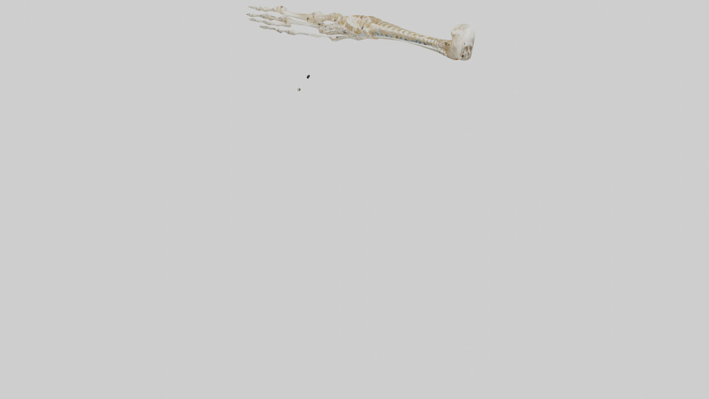 Human Arm Skeleton model VR / AR / low-poly