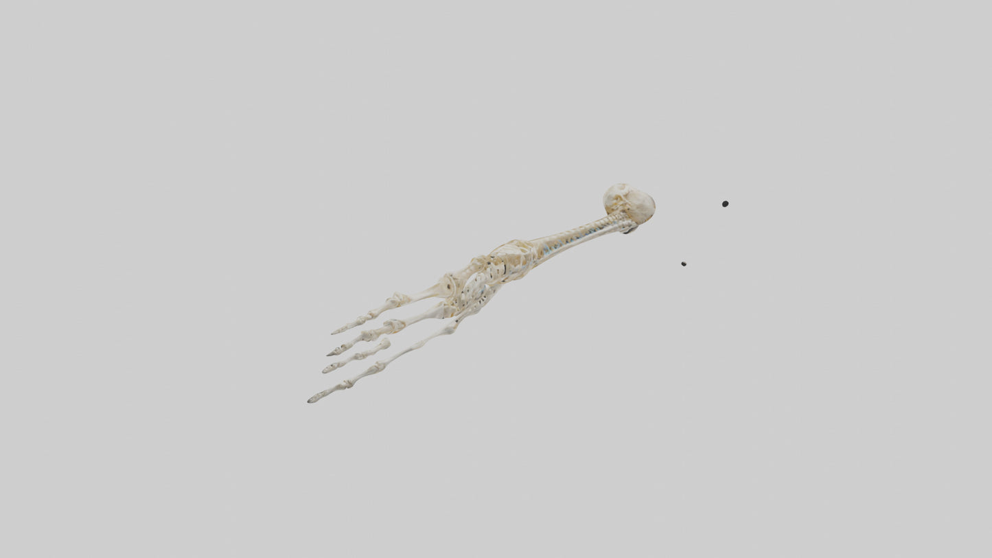 Human Arm Skeleton model VR / AR / low-poly