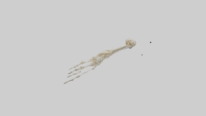 Human Arm Skeleton model VR / AR / low-poly