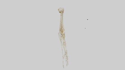 Human Arm Skeleton model VR / AR / low-poly