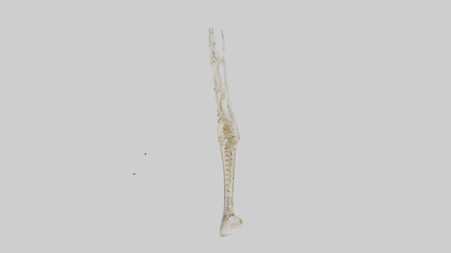 Human Arm Skeleton model VR / AR / low-poly