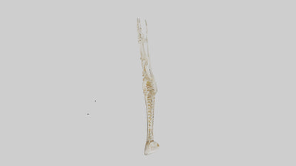 Human Arm Skeleton model VR / AR / low-poly